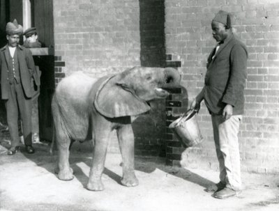 Jeune éléphant africain Kiberenge nourri par Darisha tandis que Syed Ali regarde en arrière-plan, Zoo de Londres, septembre 1923 - Frederick William Bond